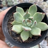 Echeveria colorata haage - comprar online