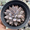 Echeveria craigiana - comprar online