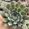 Echeveria mary bell - comprar online