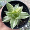 Haworthia cymbiformis variegata - comprar online