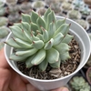 Echeveria secunda nichoani - comprar online