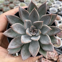 Echeveria silver queen - comprar online