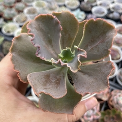 Echeveria gibbiflora Lucy V - comprar online