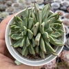 Echeveria black tips - comprar online