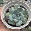 Echeveria hyalina ice - comprar online