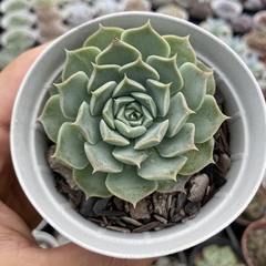 Echeveria hyalina - comprar online