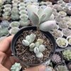 Cotyledon orbiculata oophylla - comprar online