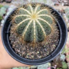 Eriocactus magnificus - comprar online