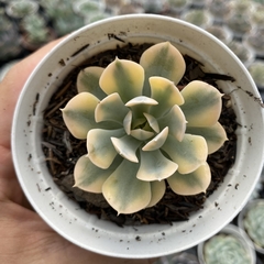 Echeveria runyonii akahoshi variegata - comprar online