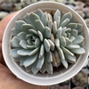 Echeveria mônica - comprar online