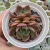 Echeveria zoe - comprar online