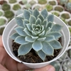 Echeveria violet queen - comprar online