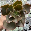 Echeveria gibbiflora roseo grandis - comprar online