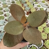 Kalanchoe orgyallis (colher de cobre) - comprar online