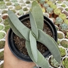 Crassula falcata folhas largas - comprar online