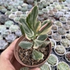 Crassula ovata variegata - comprar online