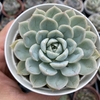 Echeveria mexican snowball - comprar online