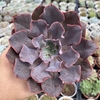 Echeveria painted purple - comprar online