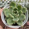 Echeveria dylan - comprar online