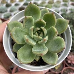 Echeveria dylan - comprar online