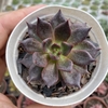 Echeveria black prince - comprar online