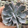 Echeveria diva - comprar online