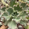 Echeveria gibbiflora chantilly - comprar online