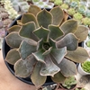 Aeonium sem id (pote 15) - comprar online