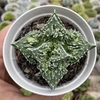 Faucaria tuberculosa f. monstruosa - comprar online