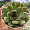 Echeveria halloween - comprar online