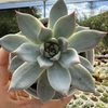 Echeveria blue bird - comprar online