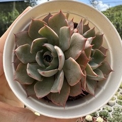 Echeveria purple charlotte - comprar online