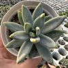 Pachyveria bea - comprar online
