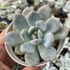 Echeveria monroe - comprar online