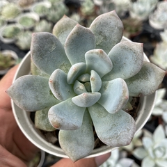 Echeveria monroe - comprar online