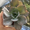 Echeveria nivea - comprar online