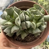 Adromischus cooperi - comprar online