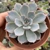 Echeveria subsessilis - comprar online