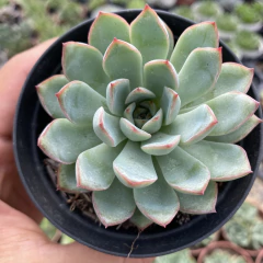 Echeveria apus - comprar online