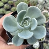 Echeveria orpet - comprar online