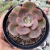 Echeveria mirando - comprar online