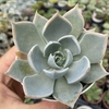 Echeveria glorious - comprar online