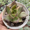 Echeveria agavoides Bloody Mary - comprar online