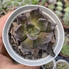 Echeveria super bowl - comprar online