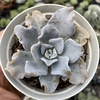 Echeveria crispate beauty - comprar online