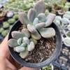 Echeveria opalina - comprar online