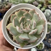 Echeveria mexensis - comprar online