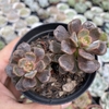 Graptosedum adria bubbaloo - comprar online