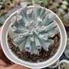 Echeveria pig nose - comprar online