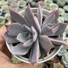 Echeveria cuspidata parrasensis (espanha) - comprar online